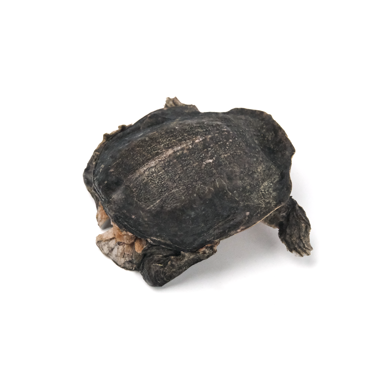 Freeze-dried Soft-Shelled Turtle