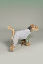 All-Weather 3-in-1 Softshell Pet Jacket